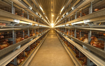 Poultry farm